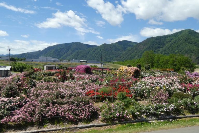 さかき千曲川バラ公園の状況≪令和3年6月6日（日）≫ | ステキさかき観光協会公式サイト